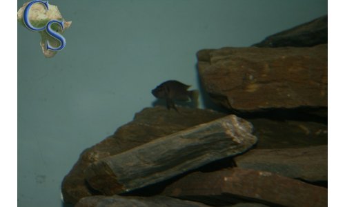 Altolamprologus compressiceps sumbu shell